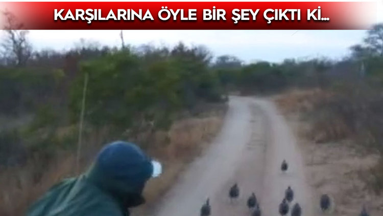 SAFARİDE BÜYÜK SÜRPİZ