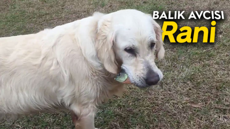 TAKTİĞİNE İNANAMAYACAKSINIZ