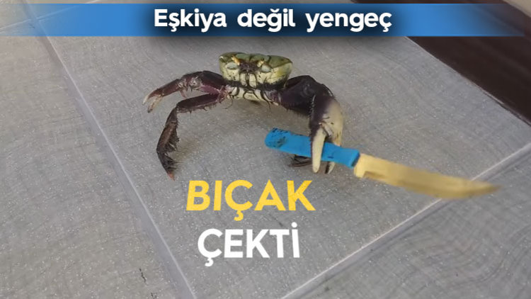 HAYDUT YENGEÇ