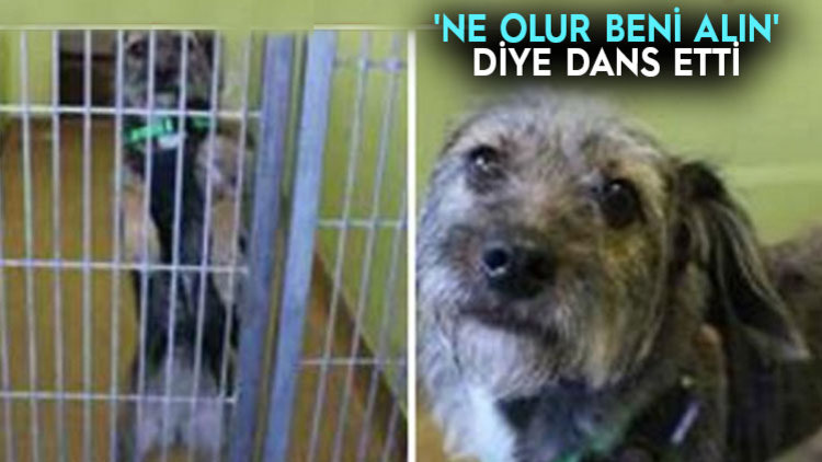 ÇARESİZLİĞİ AĞLATTI