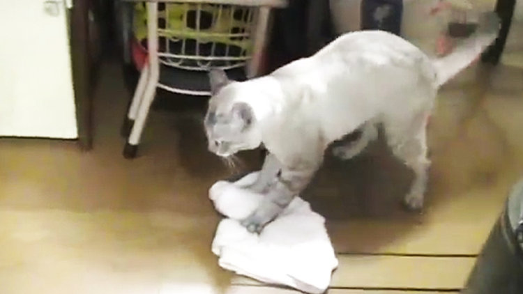 TEMİZLİKÇİ KEDİ