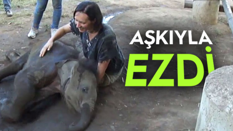 BEBEK FİL KUCAĞINDAN KALKMADI