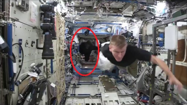 Uzay İstasyonu'nda Goril paniği