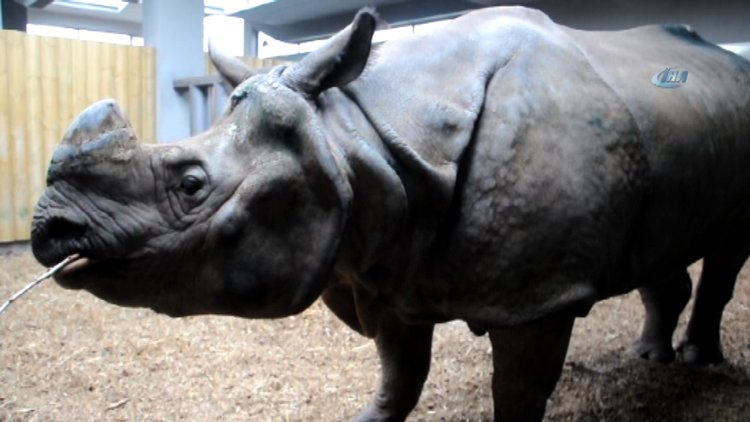 Türkiye'nin ilk gergedanı