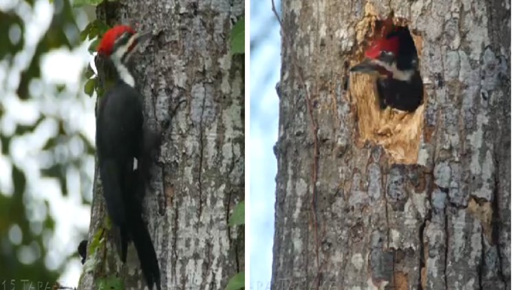 Ağaçkakan şov yaptı
