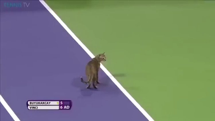 Tenis kortuna kedi girerse