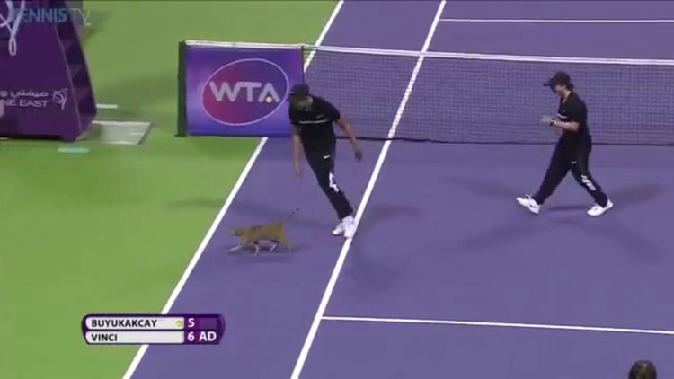 Çağla Büyükakçay'a kedi şoku