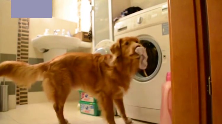 Çamaşır onun işi