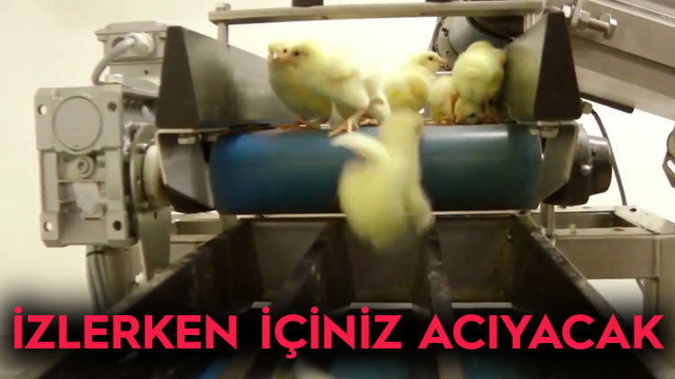 BU İŞKENCENİN GÖRÜNTÜLERİ 34 MİLYON İZLENDİ