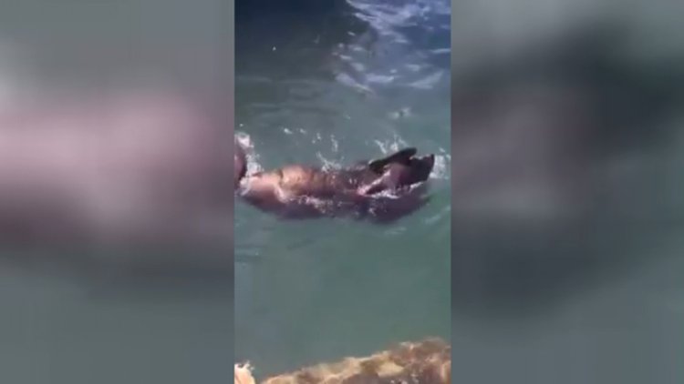 Dünya'nın en mutlusu