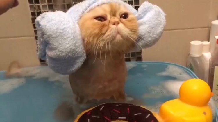 Banyo keyfi yapan sevimli kedicik