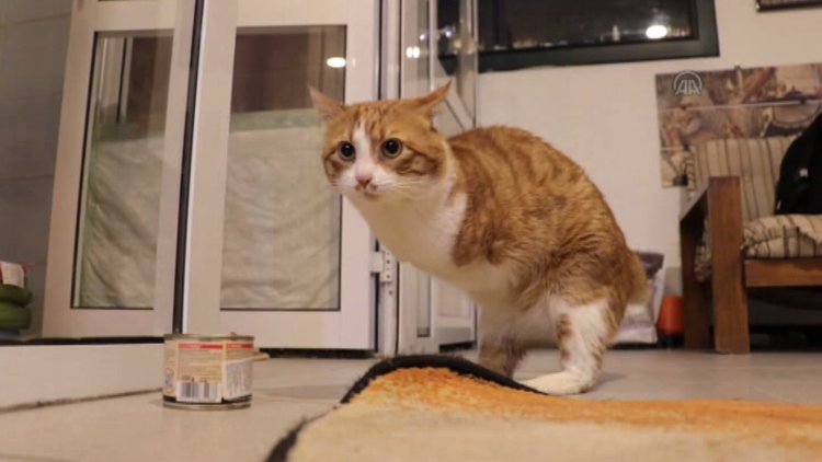 Umut Kedi ayaklandı