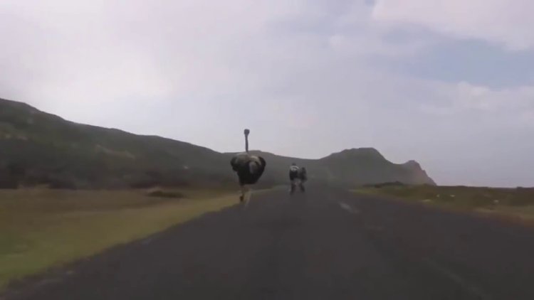 Bisikletle yarışan deve kuşu