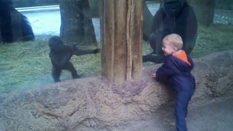 Gorille saklambaç oynayan ufaklık