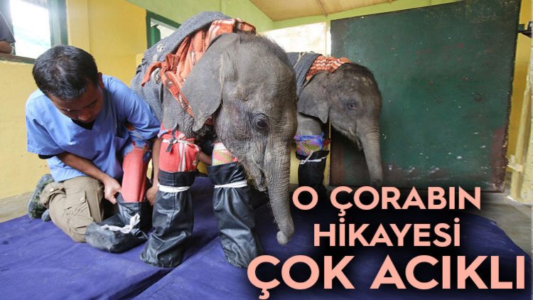 KİMSESİZ FİLLERE BAKIN NE YAPTILAR?