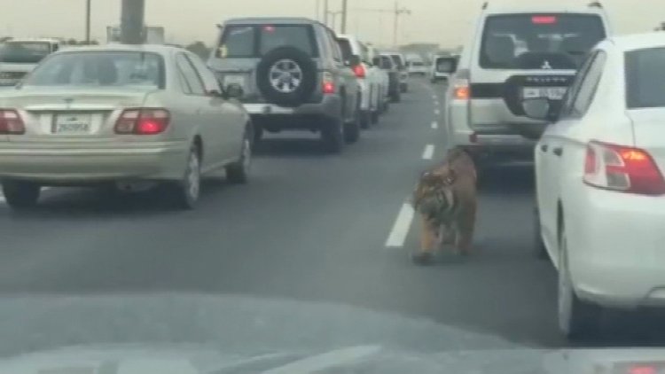 Katar'daki otobanda kaplan tehlikesi