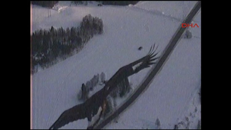 Norveç kartalı NATO dronunu düşürdü