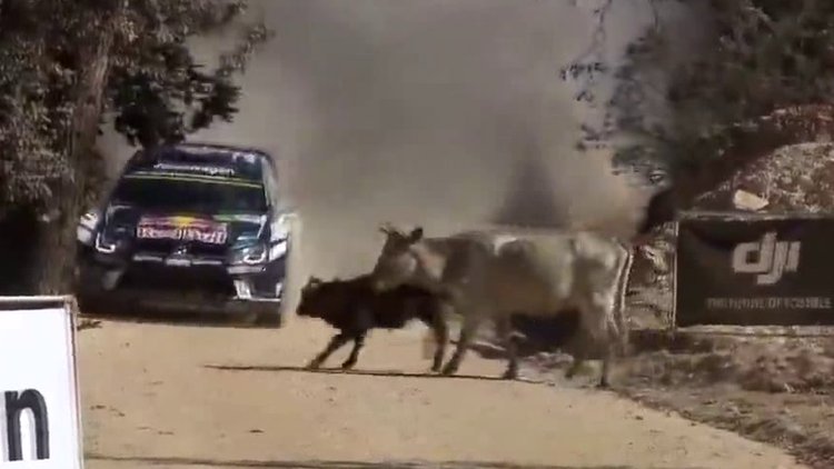Ralli arabasının önüne atlayan inek