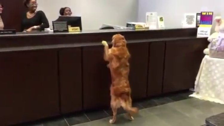 Köpek bankaya gelirse