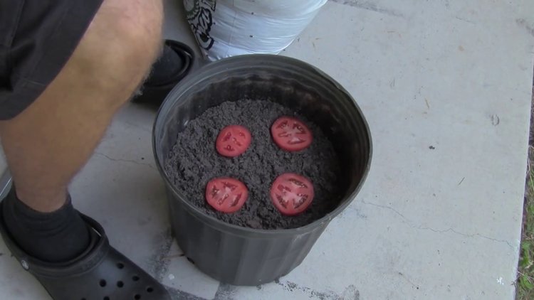 Farklı şekilde domates fidesi yetiştirmek