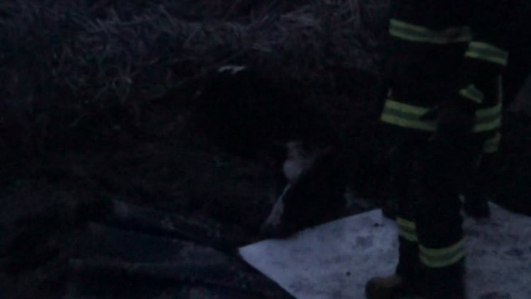 Bataklığa saplanan inek için seferberlik