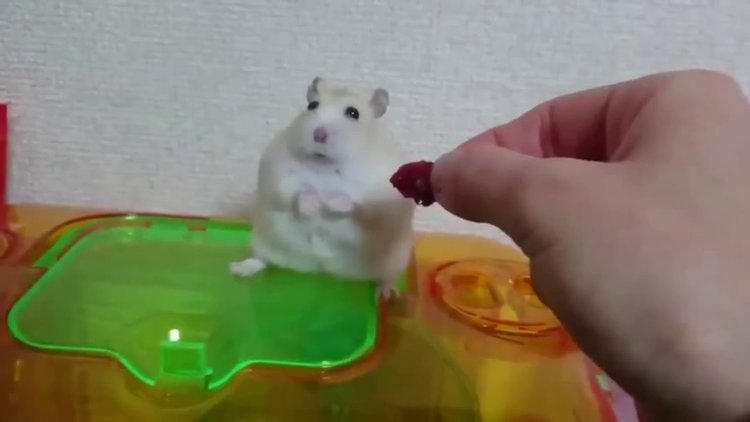 Sahibine trip atan hamster