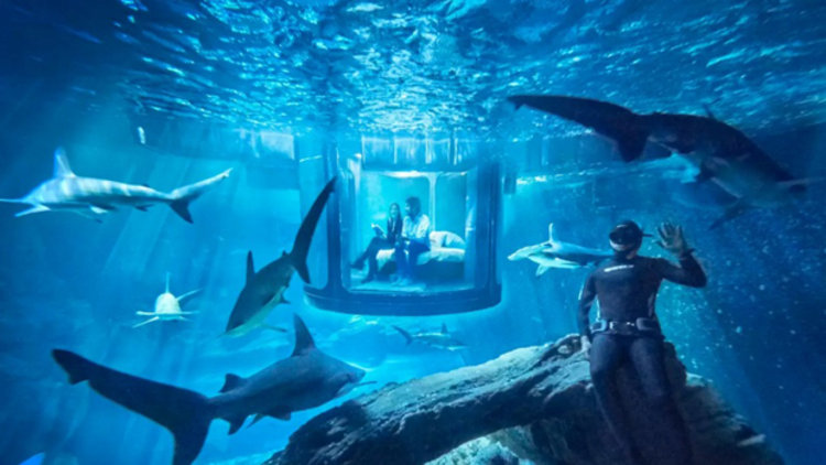 Köpekbalığı ile birlikte uyumak