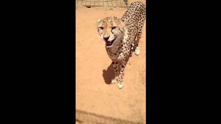 Kedi gibi miyavlayan çita