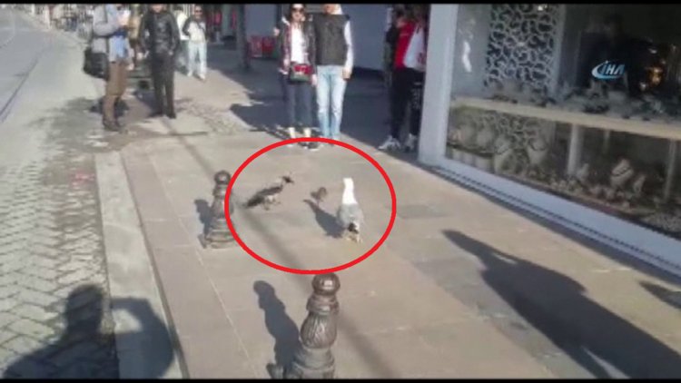 Minik farenin avcı kuşlarla imtihanı