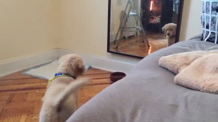 Ayna ile arkadaş oldu