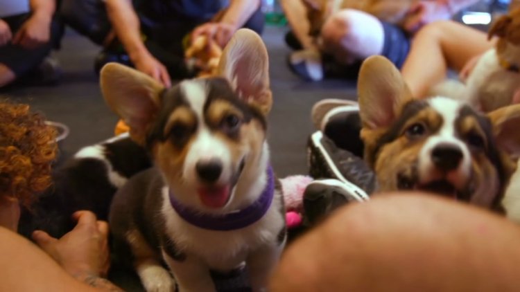 Köpeklerin hayatlarımıza kattığı mutlukluk
