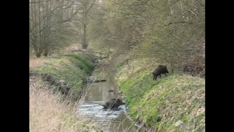 Minik domuzların dereyi geçme çabaları