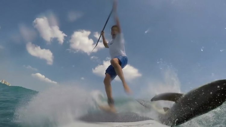 Sörf yaparken köpek balığı ile çarpıştı