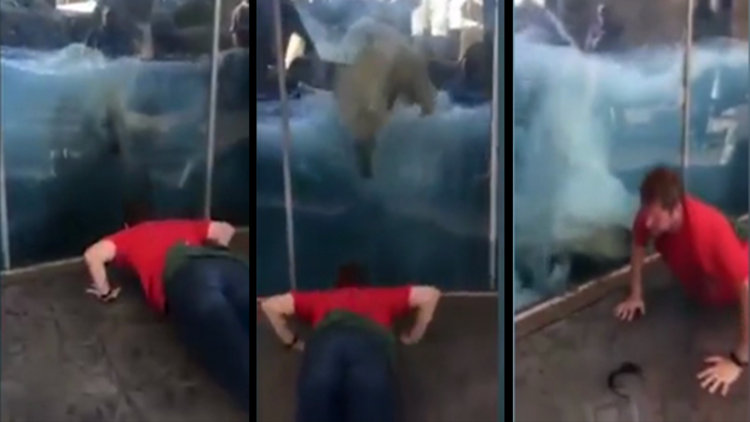 Taklit meraklısı kutup ayısı