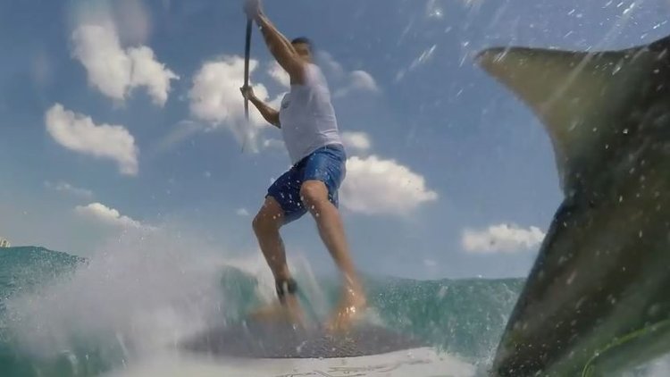 Sörf yaparken köpek balığı ile çarpıştı