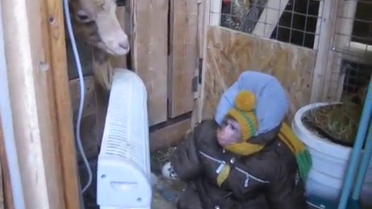 Kar Tulumu İçinde Dostlarını Ziyaret Eden Maymun
