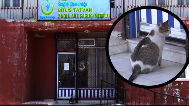 Doğumu yaklaşınca aile hekimine giden kedi
