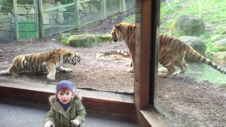Bir kaplanın uykusu bölünürse