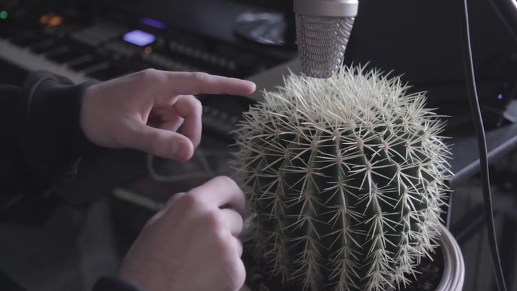 Kaktüs dikenleri ile müzik yapmak