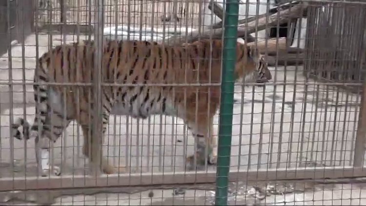 Benzin istasyonunda kaplan besliyorlar