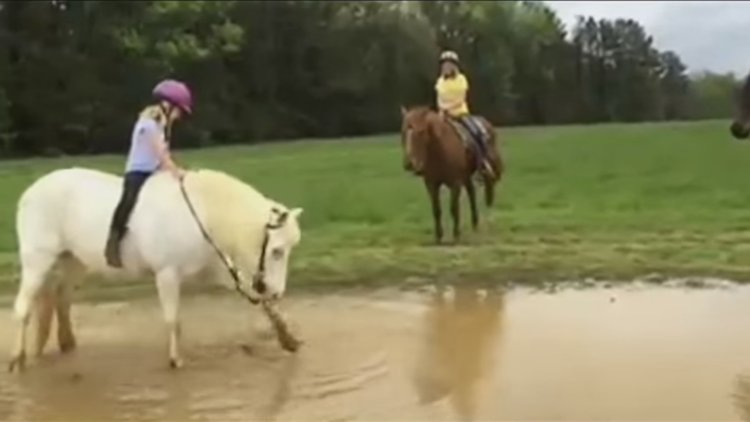 ÇILGIN AT ÇAMURA YATTI!