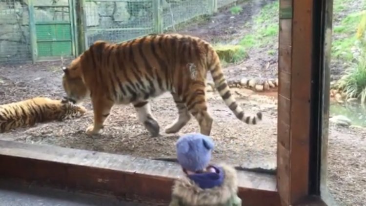 KAPLANLARDAN BÖYLE KAÇTI