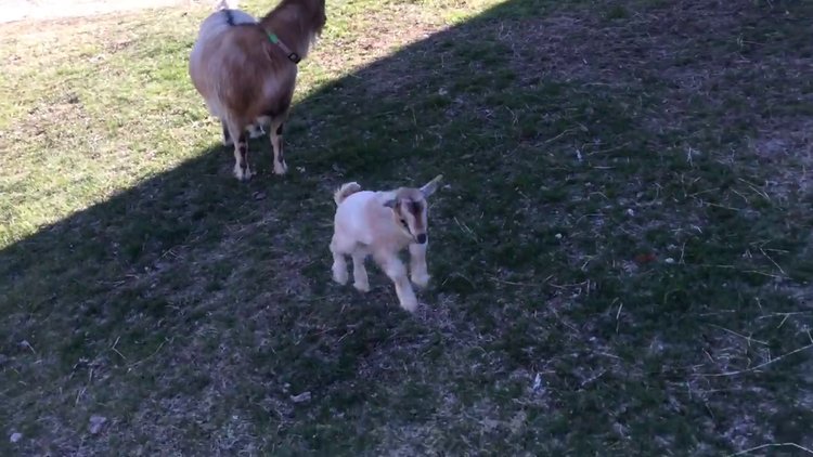 Yavru keçinin ilk kez yürüme sevinci