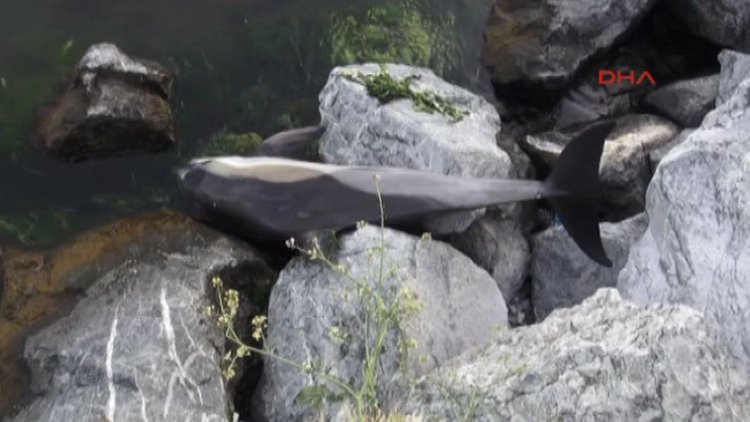 Bostancı'da ölü yunus karaya vurdu