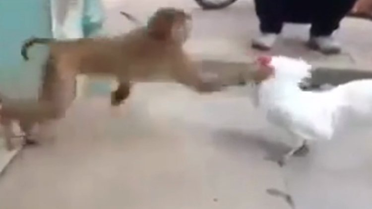 Horozla maymunun kıyasıya mücadelesi