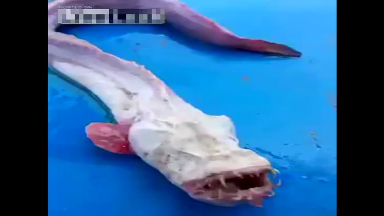 Denizden çıkan garip canlı