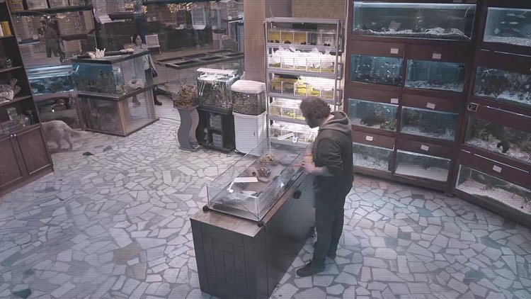 "Eşcinsel kaplumbağa" deneyi