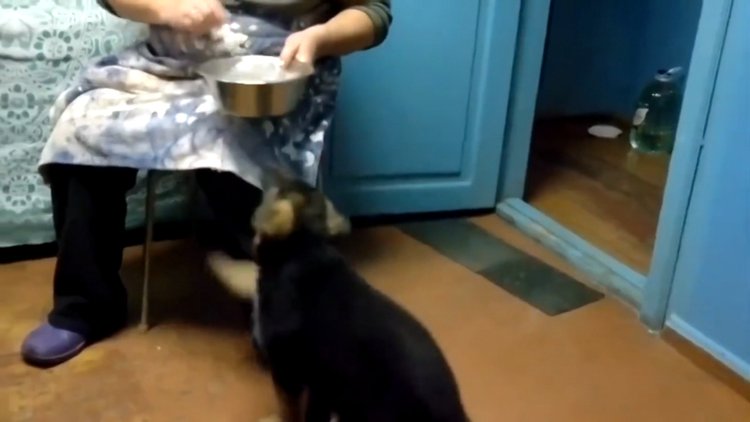 Anne diyen köpek