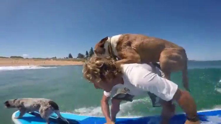 Sörf yapan yetenekli köpekler