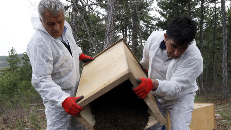 "Kırmızı karıncalar" zararlı böceklerle mücadele için yollarda